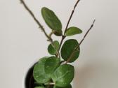 Hoya (vaškuolė) Mathilde