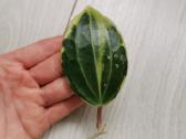 Hoya Parasitica, Mathilde, Macrophylla, Obovata - nuotraukos Nr. 8