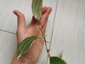 Hoya Parasitica, Mathilde, Macrophylla, Obovata - nuotraukos Nr. 6