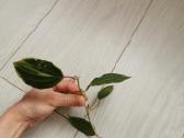 Hoya Parasitica, Mathilde, Macrophylla, Obovata - nuotraukos Nr. 7