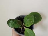 Hoya Parasitica, Mathilde, Macrophylla, Obovata - nuotraukos Nr. 18