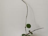 Hoya Parasitica, Mathilde, Macrophylla, Obovata - nuotraukos Nr. 12