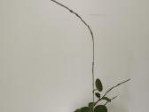 Hoya Parasitica, Mathilde, Macrophylla, Obovata - nuotraukos Nr. 13