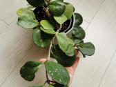 Hoya Parasitica, Mathilde, Macrophylla, Obovata - nuotraukos Nr. 19