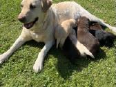 Labradorų veislės šuniukai veislynas Braunis - nuotraukos Nr. 18