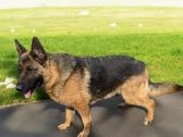 Vokiečių aviganė - nuotraukos Nr. 3
