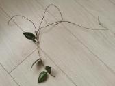 Hoya Parasitica, Mathilde, Macrophylla, Obovata - nuotraukos Nr. 3