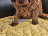 Cavapoo - nuotraukos Nr. 3