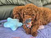 Cavapoo - nuotraukos Nr. 4