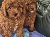 Cavapoo