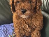 Cavapoo - nuotraukos Nr. 5
