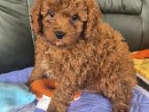 Cavapoo - nuotraukos Nr. 2