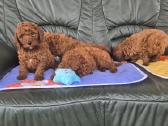 Cavapoo - nuotraukos Nr. 6