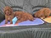 Cavapoo - nuotraukos Nr. 7