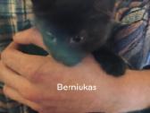 Atiduodami kačiukai amžius apie 3 mėnesius