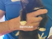 Atiduodami kačiukai amžius apie 3 mėnesius - nuotraukos Nr. 2