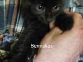Atiduodami kačiukai amžius apie 3 mėnesius - nuotraukos Nr. 4