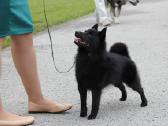 Poruojamas/kergimui Šiperkės (Schipperke) patinas - nuotraukos Nr. 13