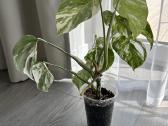Monstera Albo