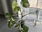 Monstera Albo - nuotraukos Nr. 4