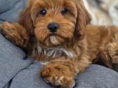 Cavapoo F1 - nuotraukos Nr. 3
