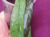 Hoya (vaškuolių)assorti. - nuotraukos Nr. 28