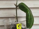 Hoya (vaškuolių)assorti. - nuotraukos Nr. 30