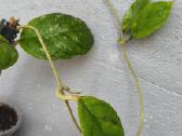 Hoya (vaškuolių)assorti. - nuotraukos Nr. 34