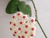 Hoya (vaškuolių)assorti. - nuotraukos Nr. 18