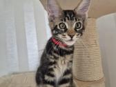 Mainecoon Parduodami kačiukai - nuotraukos Nr. 3