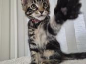 Mainecoon Parduodami kačiukai - nuotraukos Nr. 5