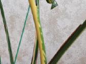 The Monstera Thai Constellation 'Crme Brle'(?