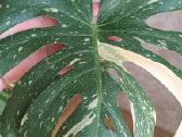 The Monstera Thai Constellation 'Crme Brle'(? - nuotraukos Nr. 10