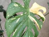 The Monstera Thai Constellation 'Crme Brle'(? - nuotraukos Nr. 11