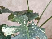 The Monstera Thai Constellation 'Crme Brle'(? - nuotraukos Nr. 12