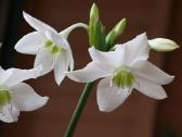 Eucharis