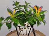 Aeschynanthus (aiškenis) - nuotraukos Nr. 3