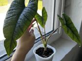 Alocasia Platinum