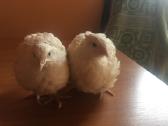 Putpelės nuo 0,8 eur/vnt | Skelbiu.lt Putpelės nuo 0,8 eur/vnt