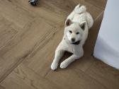 Shiba inu šuniukai “Imperatoriska svaja'' - nuotraukos Nr. 2