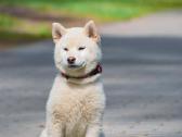 Shiba inu šuniukai “Imperatoriska svaja''