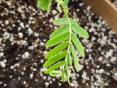 Egzotinis Tamarindas "Tamarindus indica" - nuotraukos Nr. 4