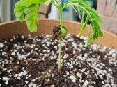 Egzotinis Tamarindas "Tamarindus indica" - nuotraukos Nr. 3