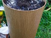 Egzotinis Tamarindas "Tamarindus indica" - nuotraukos Nr. 6