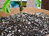 Egzotinis Tamarindas "Tamarindus indica" - nuotraukos Nr. 5