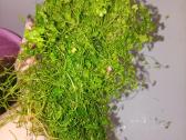 Akvariumo augalai