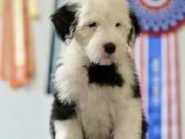 Owczarek Staroangielski Bobtail - nuotraukos Nr. 3