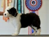 Owczarek Staroangielski Bobtail - nuotraukos Nr. 5