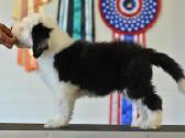 Owczarek Staroangielski Bobtail - nuotraukos Nr. 7
