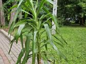 Gražuolė 160cm. Juka - nuotraukos Nr. 2